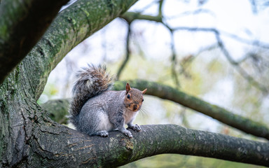 squirrel on a tree