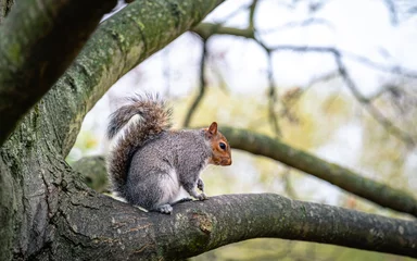 Foto op Plexiglas eekhoorn op een boom © Ratko D.