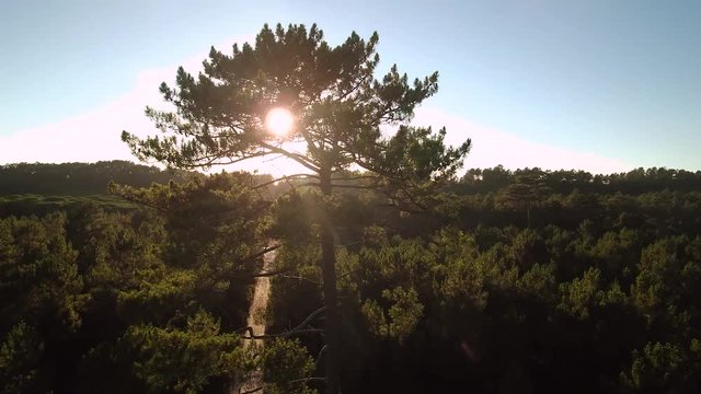 Pinhal de Leiria