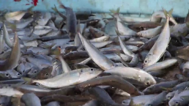 Barra de Mira - Portugal: a day at the beach. Traditional fishing.