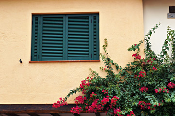 Fototapeta na wymiar Green sun blinds on window and blooming plant.