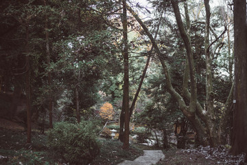 Japanese garden by Japanese tradition in the forest. Landscaped landscape with trees by the bridge and stream