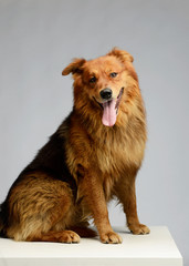 Studio shot of an adorable hovawart