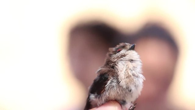 Pican&radic;&szlig;o  Bird Ringing - Anilhagem Cient&radic;&ne;fica