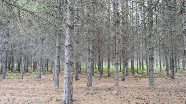 Pinhal na Reserva de Malcata