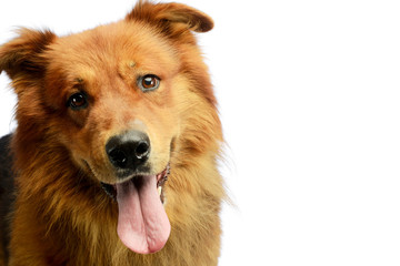 Portrait of an adorable hovawart