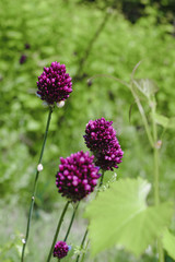 Obraz premium Chive herb flowers on bokeh background