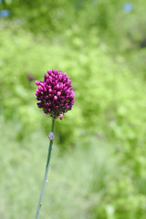 Obraz premium Chive herb flowers on bokeh background