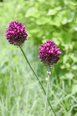 Chive herb flowers on bokeh background