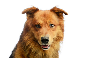 Portrait of an adorable hovawart