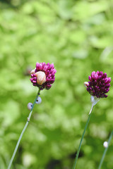 Chive herb flowers on bokeh background