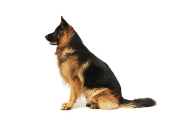 Studio shot of an adorable german shepherd