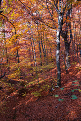 Fototapeta premium Autumn in the beech forest