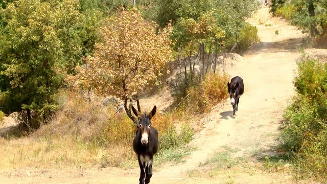 A felicidade das burras a correr ao meu encontro