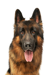 Portrait of an adorable german shepherd