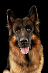 Portrait of an adorable german shepherd