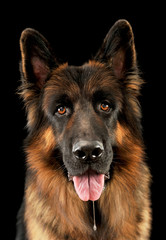 Portrait of an adorable german shepherd