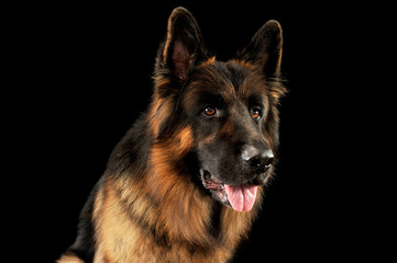 Portrait of an adorable german shepherd