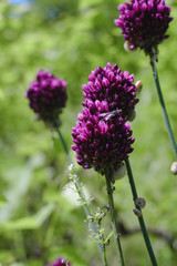 Obraz premium Chive herb flowers on bokeh background