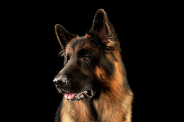 Portrait of an adorable german shepherd