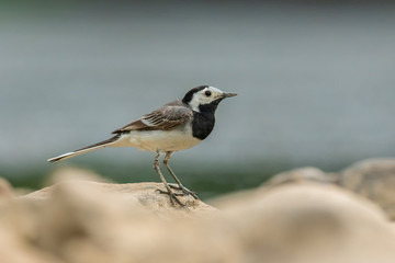 Fototapeta premium White wagtail, Motacilla alba, sitting on a rock near a river. Portrait of a common songbird with long tail and black and white feather. Intimate portrait of a cute little bird looking for food.