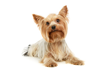 Studio shot of an adorable Yorkshire Terrier