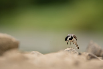 White wagtail, Motacilla alba, sitting on a rock near a river. Portrait of a common songbird with long tail and black and white feather. Intimate portrait of a cute little bird looking for food.