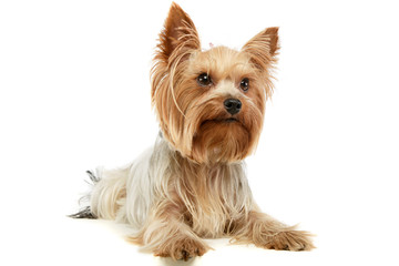 Studio shot of an adorable Yorkshire Terrier
