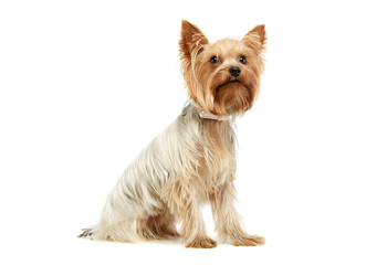 Studio shot of an adorable Yorkshire Terrier