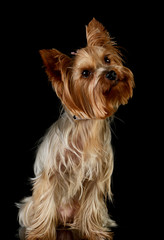 Studio shot of an adorable Yorkshire Terrier