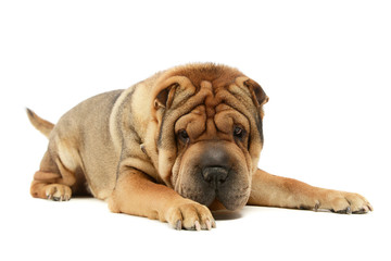 Studio shot of an adorable Shar pei