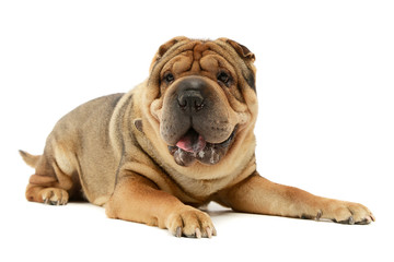 Studio shot of an adorable Shar pei