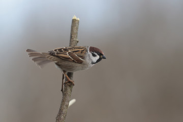 Sparrow keeps his balance sitting on a branch at the expense of the tail ...