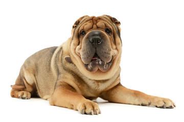 Studio shot of an adorable Shar pei