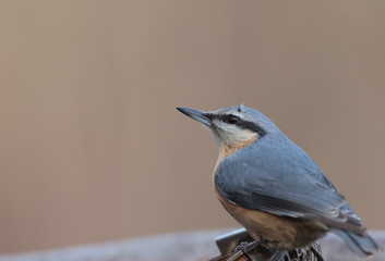 Portrait of a nuthatch after a fight. The feathers are tousled ...