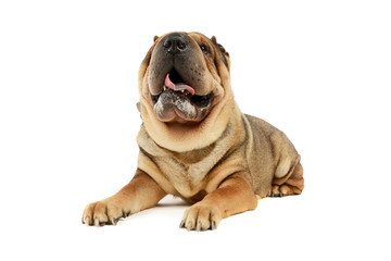 Obraz premium Studio shot of an adorable Shar pei