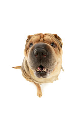 Studio shot of an adorable Shar pei