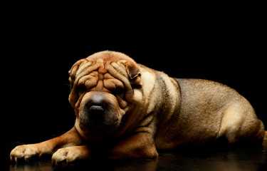 Studio shot of an adorable Shar pei