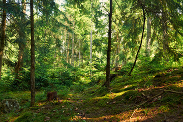 forest closeup, beautiful summer landscape, sunlight shines through branches, trees with shadows and trail - travel destination scenic, carpathian mountains