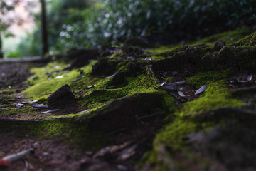 Mysterious forest as in a fairy tale. The mystical atmosphere of the forest. Old trees. Japanese garden. Atmospheric forest with green moss on the ground and moss on the branches