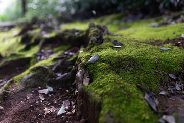 Mysterious forest as in a fairy tale. The mystical atmosphere of the forest. Old trees. Japanese garden. Atmospheric forest with green moss on the ground and moss on the branches