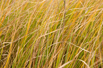 Autumn background of yellowed grass on the field.