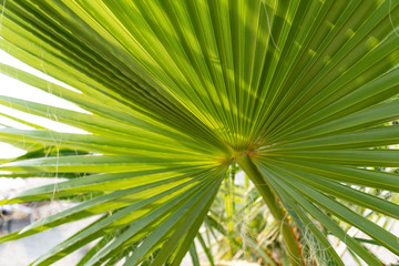 Fototapeta na wymiar green palm leaf