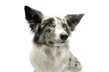 Portrait of an adorable border collie