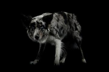 Studio shot of an adorable border collie