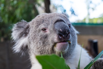 Koala