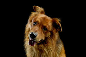 Portrait of an adorable hovawart