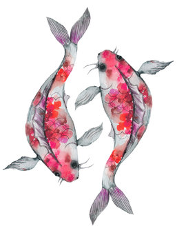 Watercolor rainbow carp koi on a white background. Isolated hand drawn fishes. Underwater wildlife illustration in traditional