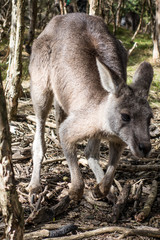 Wallaby