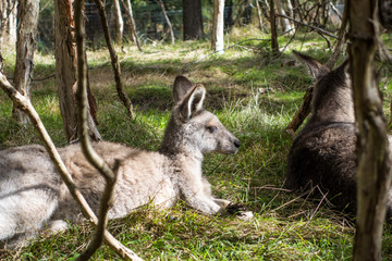 Wallaby